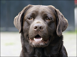 Banners Lubberline Chock