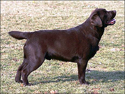 Banners Lubberline Chock