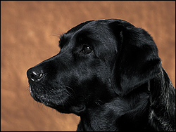 Chuny of Great Pleasure