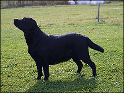 Chuny of Great Pleasure