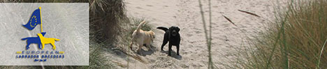 http://www.europeanlabradorbreeders.com