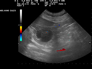 Ultraschall der D-chen Ultraschall der D-chen